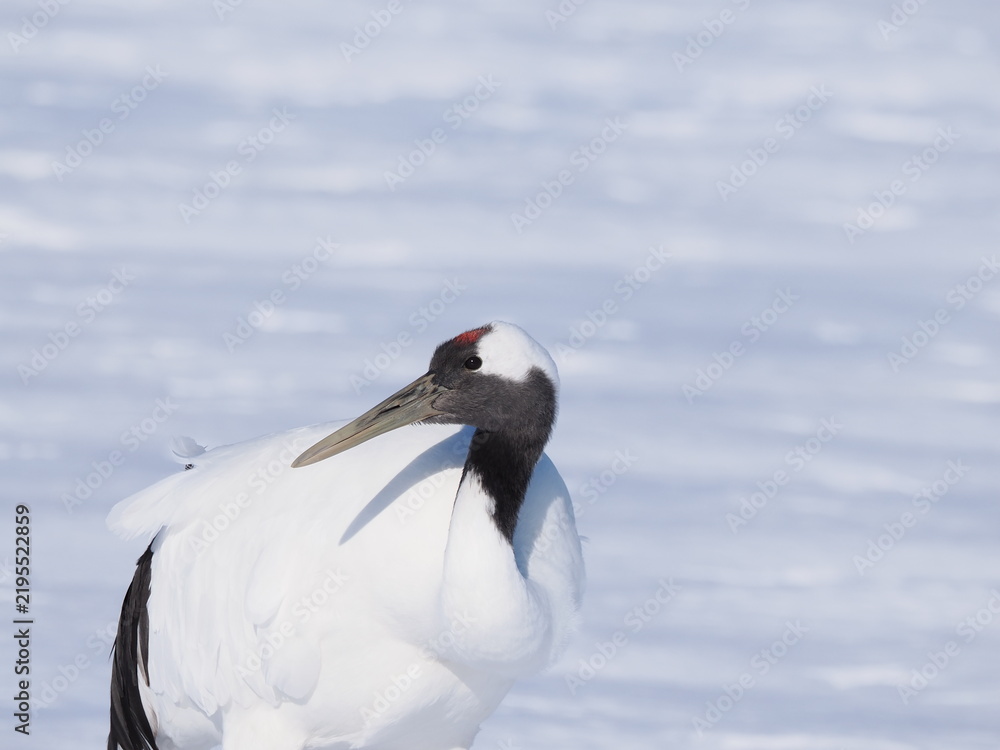 Obraz premium Red-Crowned Crane Standing in the Snow