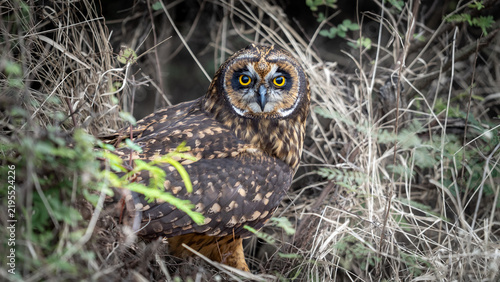 Konstfotografi Short-eared owl in the midle of the trail at Puerto Egas, Santiago Island