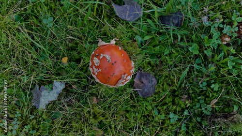 Foto Fly agaric mushroom (Amanita muscaria) viewed from above among green moss and grass