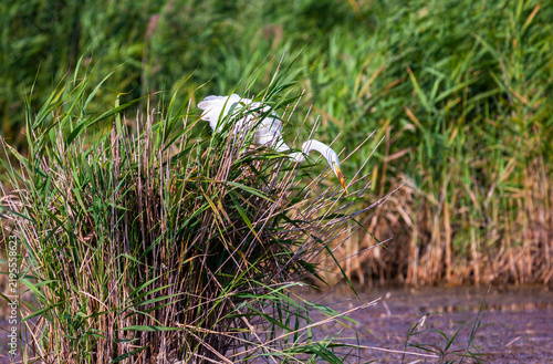 Great white egret, Egretta alba, perching and hunting in natural environment, in a swampy conservation area in Eastern Europe