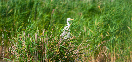 Great white egret, Egretta alba, perching and hunting in natural environment, in a swampy conservation area in Eastern Europe