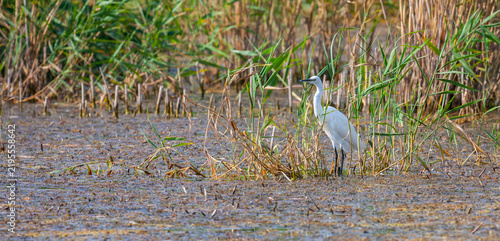 Great white egret, Egretta alba, perching and hunting in natural environment, in a swampy conservation area in Eastern Europe