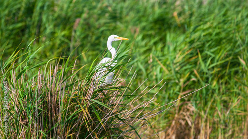 Great white egret, Egretta alba, perching and hunting in natural environment, in a swampy conservation area in Eastern Europe