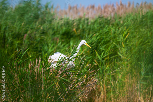 Great white egret, Egretta alba, perching and hunting in natural environment, in a swampy conservation area in Eastern Europe