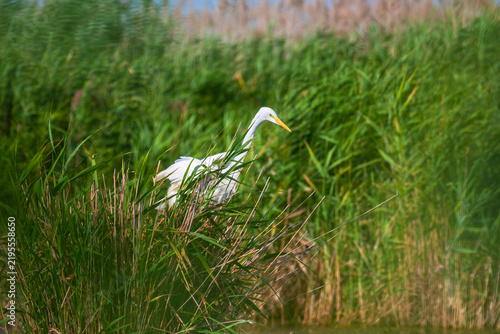 Great white egret, Egretta alba, perching and hunting in natural environment, in a swampy conservation area in Eastern Europe
