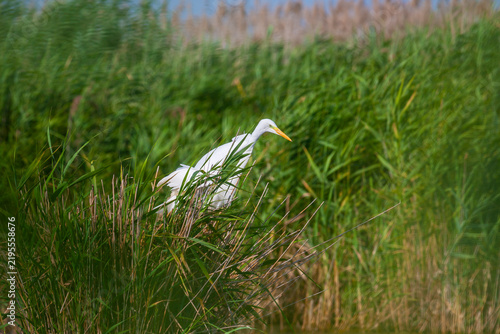 Great white egret, Egretta alba, perching and hunting in natural environment, in a swampy conservation area in Eastern Europe