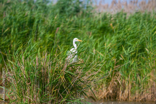 Great white egret, Egretta alba, perching and hunting in natural environment, in a swampy conservation area in Eastern Europe
