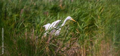 Great white egret, Egretta alba, perching and hunting in natural environment, in a swampy conservation area in Eastern Europe