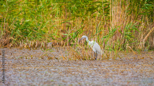 Great white egret, Egretta alba, perching and hunting in natural environment, in a swampy conservation area in Eastern Europe