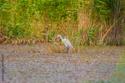 Great white egret, Egretta alba, perching and hunting in natural environment, in a swampy conservation area in Eastern Europe