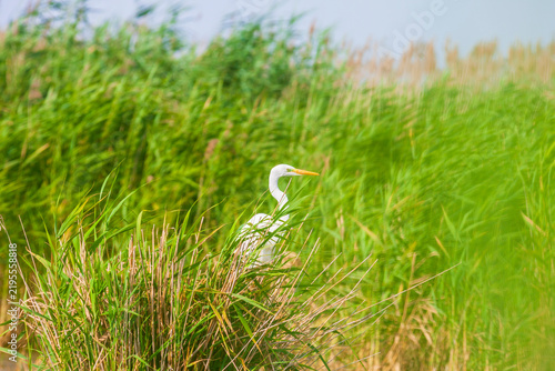 Great white egret, Egretta alba, perching and hunting in natural environment, in a swampy conservation area in Eastern Europe