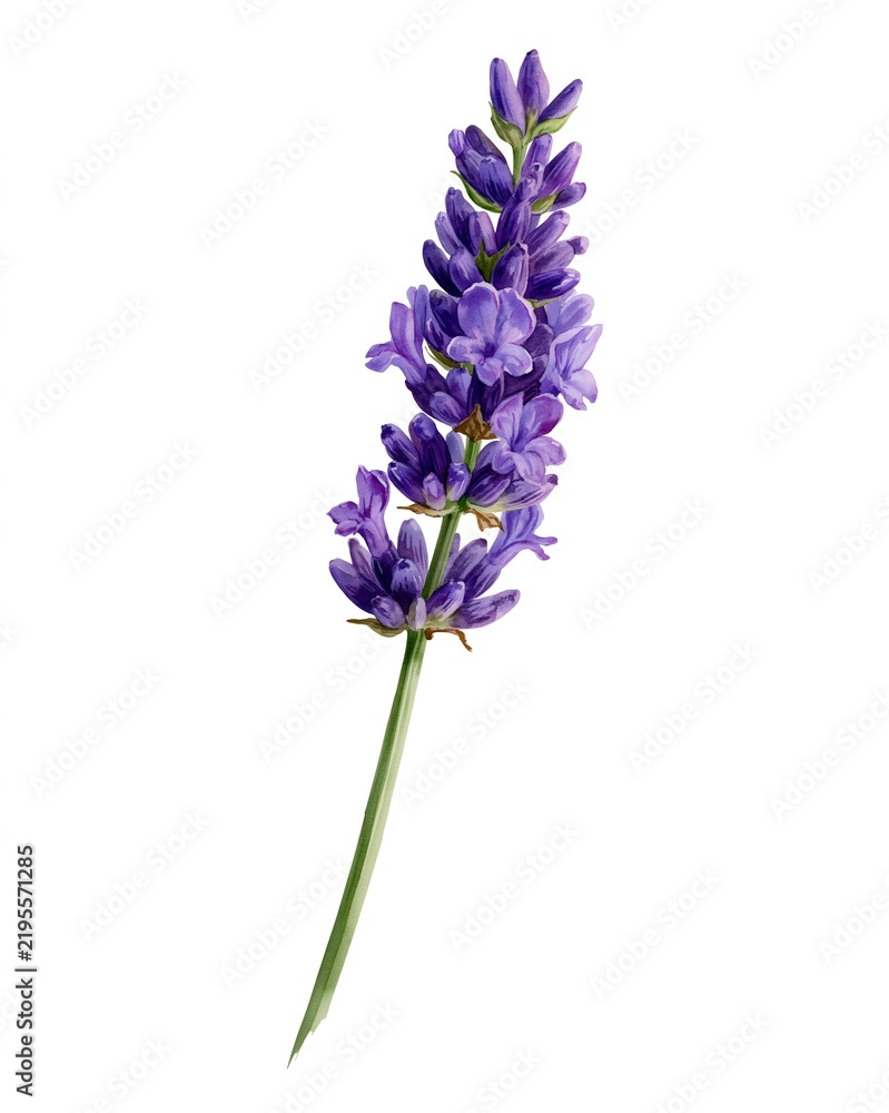 Obraz premium Purple lavender flower stalk on white background.
