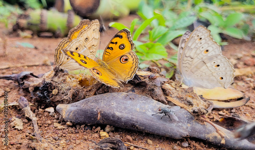 Butterflies life