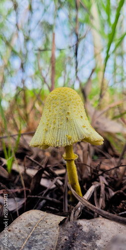 Poison mushroom