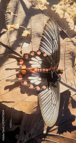 Dead butterfly