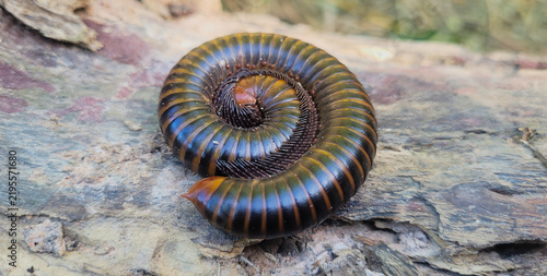 Millipede