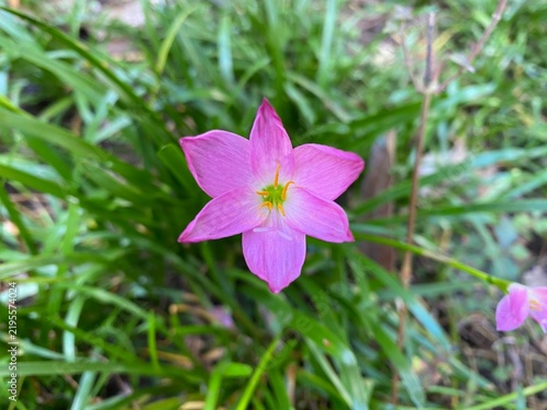Vibrant Pink Rain Lily Flower Blooming in a Lush Green Garden Environment Close Up Botanical Nature Photography