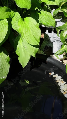 Colorful fish swimming in a shaded backyard pond beneath broad hosta leaves. Peaceful aquatic scene with reflections, plants and garden details. Vertical video of koi and crucian carps.
