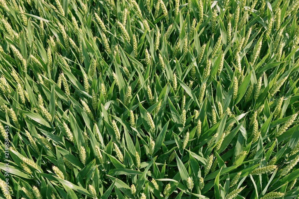 Obraz premium Dense field of green wheat with young ears under bright sunlight, natural agricultural texture background