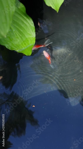 Close-up of colorful koi carp in reflective pond water, with sunlight patterns, deep shadows and fresh green foliage above the surface. Natural outdoor background for calm and harmony themes.