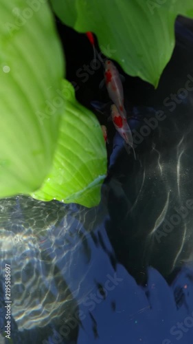 Close-up of colorful koi carp in reflective pond water, with sunlight patterns, deep shadows and fresh green foliage above the surface. Natural outdoor background for calm and harmony themes.