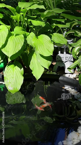 Small garden pond with koi and crucian carps, large leaves of hosta, Japanese lantern, reflective water and white pebbles. Serene nature and relaxation concept. Vertical video of swimming fish.