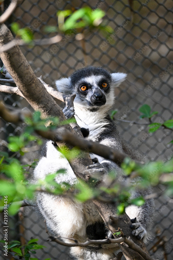 Fototapeta premium A captivating ring-tailed lemur (Lemur catta) sits on a tree branch, observing its surroundings within a zoo enclosure. Its vibrant orange eyes and striking black and white fur are prominent