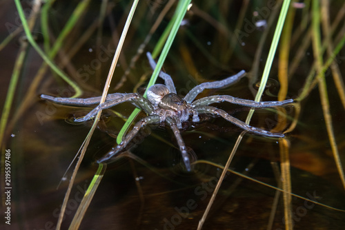 Foto Six-Spotted Fishing Spider (Dolomedes triton) on top of water