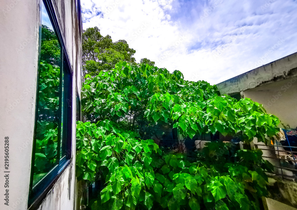 Fototapeta premium Tropical Panorama View From Window Over Patong And Lush Green Nature Phuket Thailand.