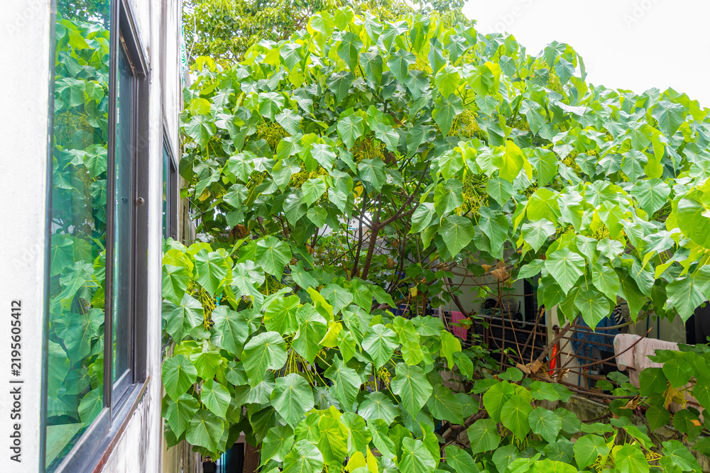Fototapeta premium Tropical Panorama View From Window Over Patong And Lush Green Nature Phuket Thailand.