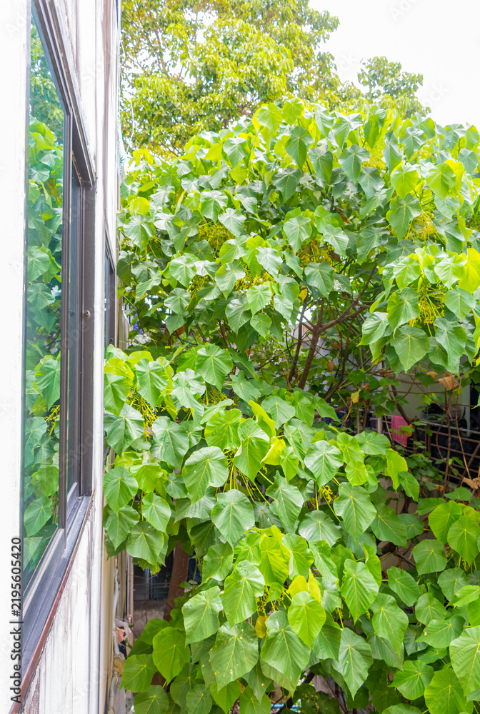 Fototapeta premium Tropical Panorama View From Window Over Patong And Lush Green Nature Phuket Thailand.