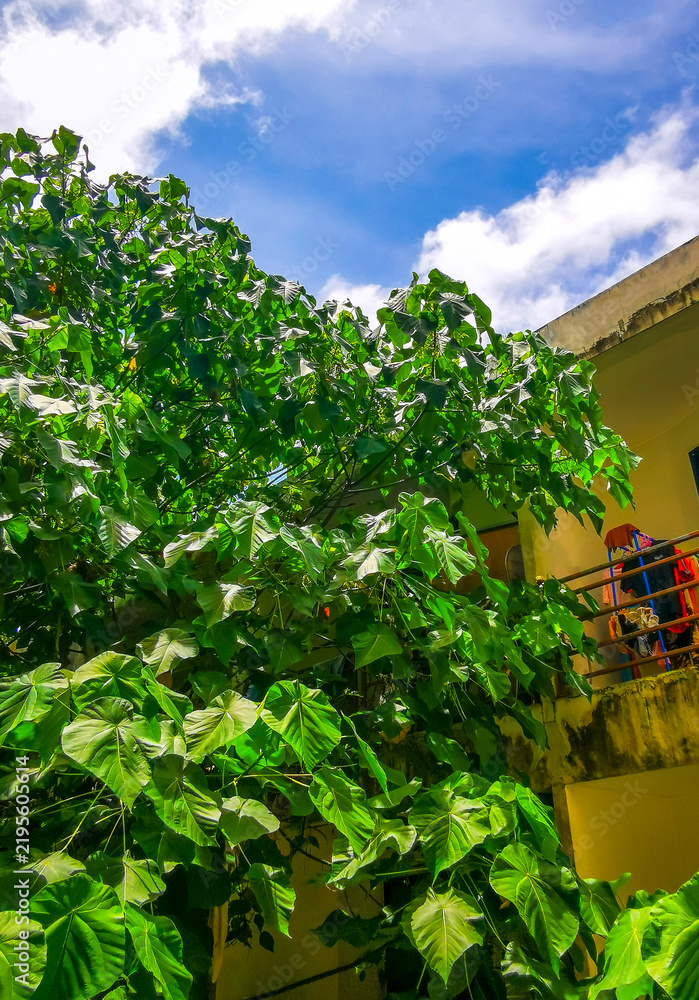 Fototapeta premium Tropical Panorama View From Window Over Patong And Lush Green Nature Phuket Thailand.