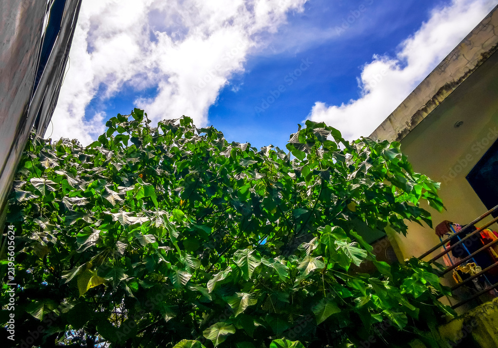 Fototapeta premium Tropical Panorama View From Window Over Patong And Lush Green Nature Phuket Thailand.