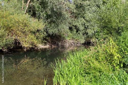 A picturesque view of a calm river surrounded by lush green vegetation and dense trees. Tall grass grows in the foreground, and the water reflects the surrounding nature under bright sunlight.