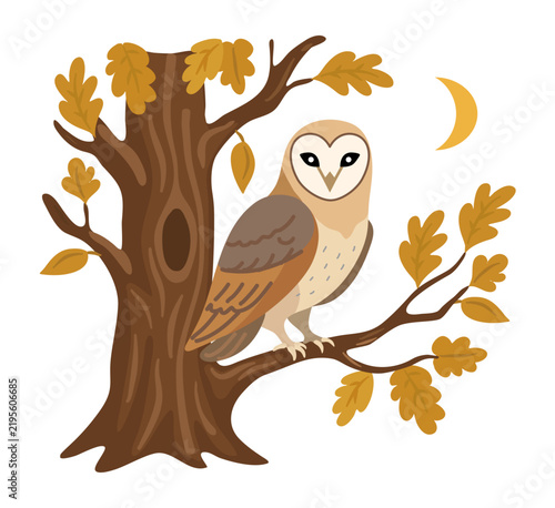 Cute barn owl sitting on an oak tree branch at night