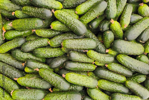 Lots of fresh, ripe cucumbers. Cucumber harvest. Top view.