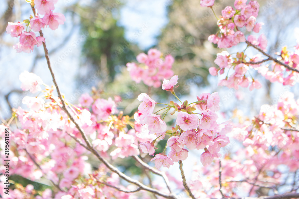 Fototapeta premium Beautiful and cute pink cherry blossoms or Sakura flower. Ohori Park, Hakata, Japan. Wallpaper background, copy space. 