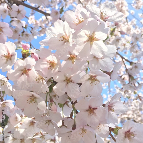 Obraz na plátne cherry tree blossom