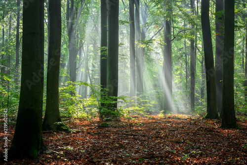 Sunny morning in the forest