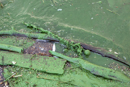 Green algae at the edge of the shallows.