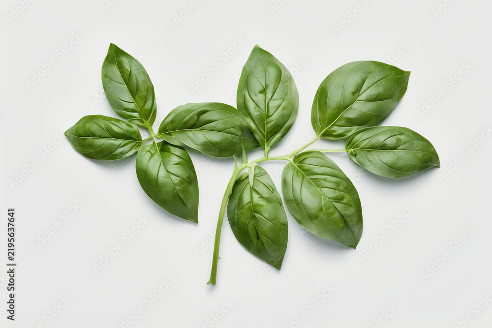 Fototapeta premium Fresh Basil Leaves Arranged Flat, Pale Eucalyptus Blue