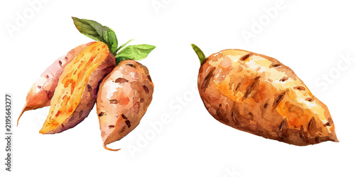 sweet potato watercolor vector illustration