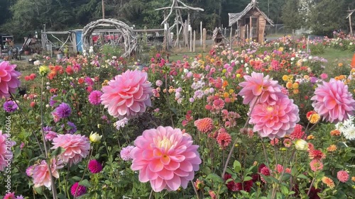 Zinnia flowers blooming in a farm field.
