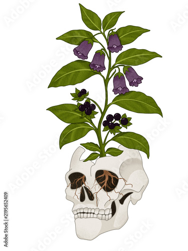 Fotografie Illustration Human skull with growing belladonna plant
