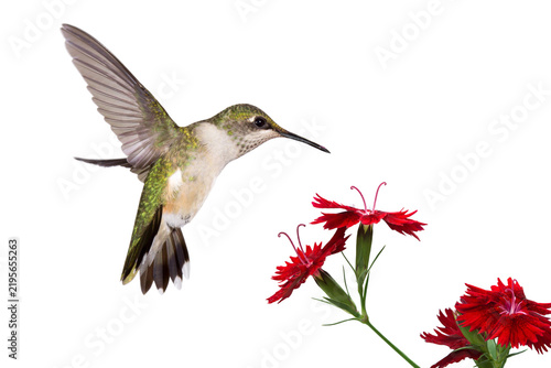 Konstfotografi Ruby-throated hummingbird in flight hovering near red dianthus flowers with humm