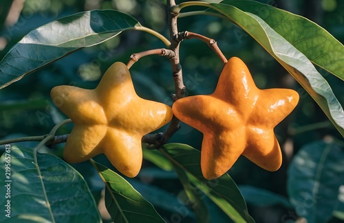 Two bright yellow starshaped tropical fruits hanging on a green tree branch in natural light