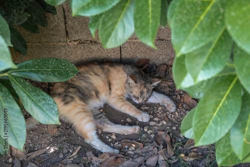 Canvastavla Cat sleeping under green leaves in a garden during the day