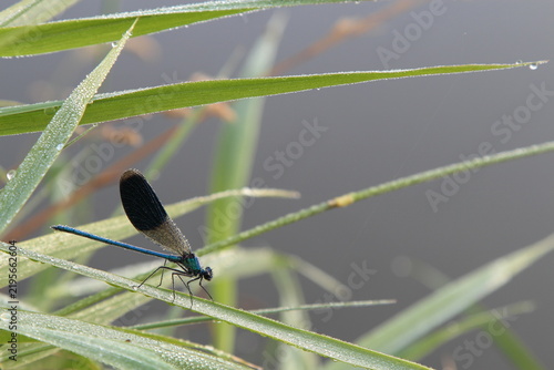 Blue damselfly resting on a wet blade of grass