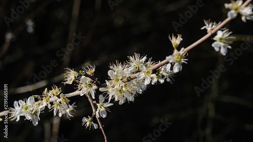 Canvastavla sunny bright white blackthorn blossoms on a dark bokeh background - prunus spino