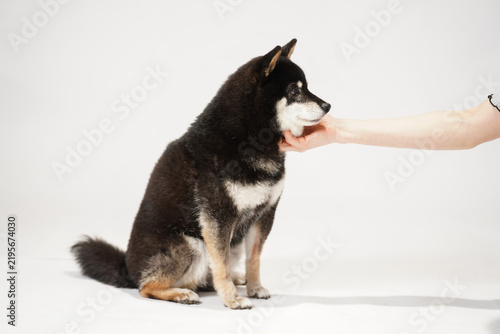 白背景のスタジオで飼い主の手からおやつをもらう黒柴、見上げながらご褒美を食べる柴犬と人のふれあいイメージ